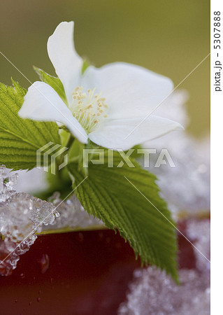 ヤマブキ ヤマブキ 5307888