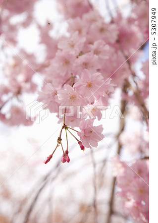 サクラ 5307949