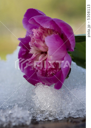 シャクヤク 5308113