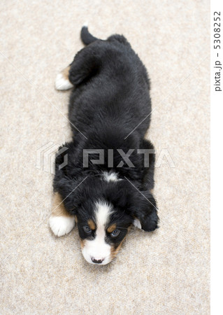 子犬 5308252