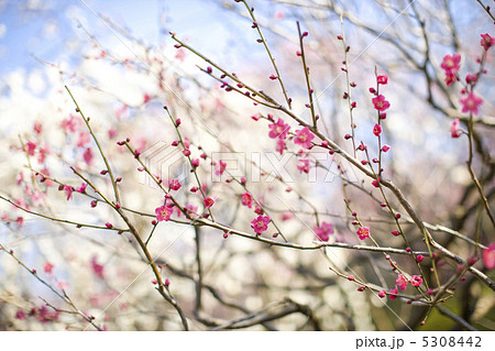 梅の花 梅の花 5308442