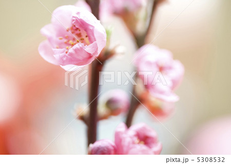桃の花 5308532