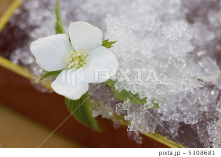 ヤマブキ 5308681