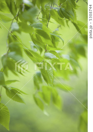 新緑 5308744