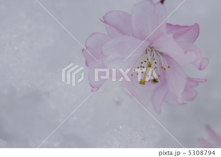 カイドウ 5308794