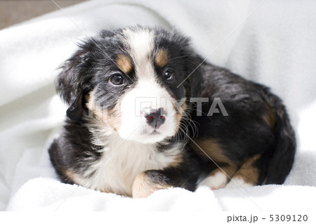 子犬 5309120