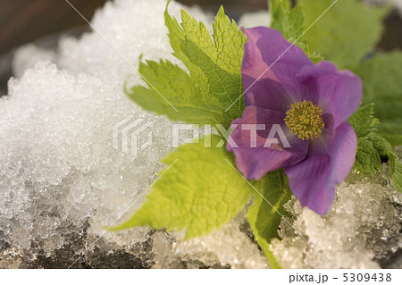 シラネアオイ シラネアオイ 5309438