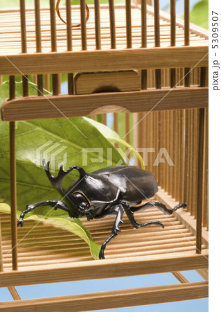 カブトムシ カブトムシ 5309507