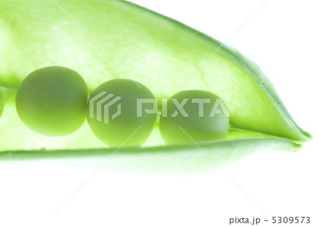 サヤエンドウ 5309573