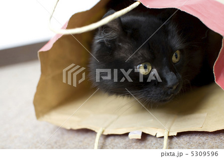 黒猫 黒猫 5309596
