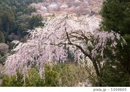 サクラ サクラ 5309605