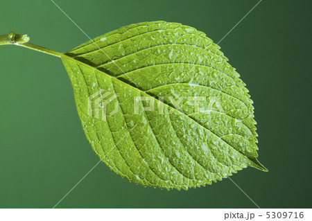 葉っぱ 5309716