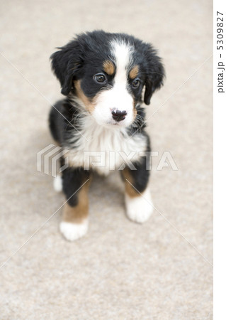 子犬 子犬 5309827