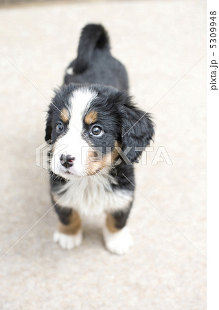 子犬 子犬 5309948