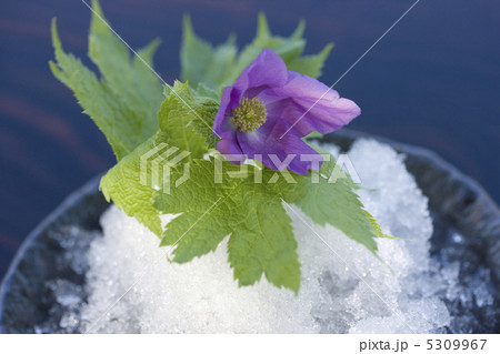 シラネアオイ 5309967