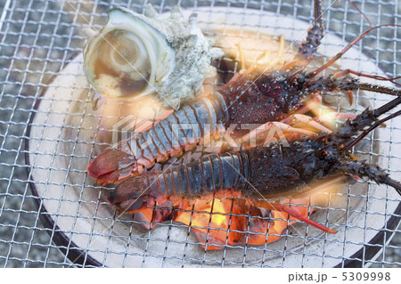 サザエと伊勢海老 5309998