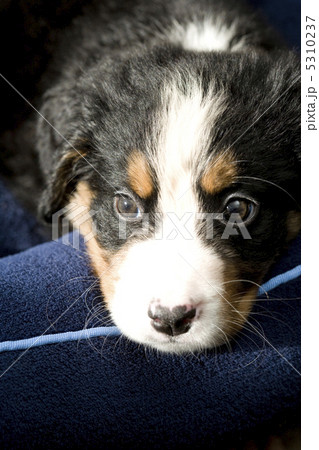 子犬 子犬 5310237