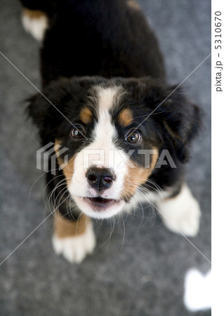 子犬 子犬 5310670