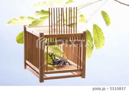 カブトムシ 5310837