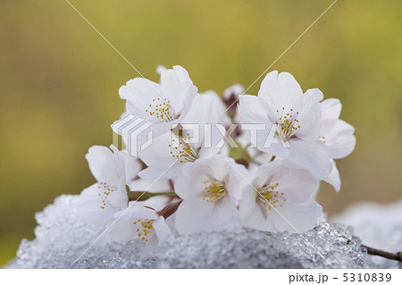 サクラ サクラ 5310839