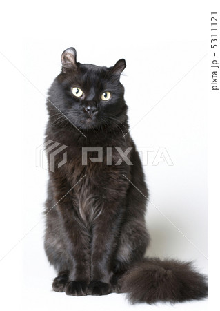 黒猫 5311121
