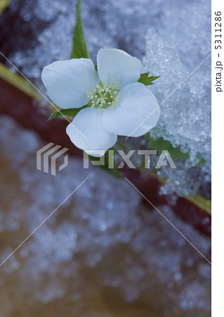 ヤマブキ ヤマブキ 5311286