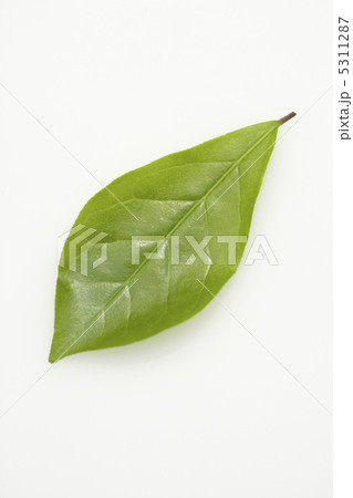 葉っぱ 5311287
