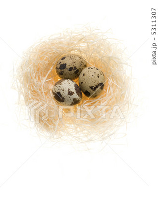 鶉の卵 5311307