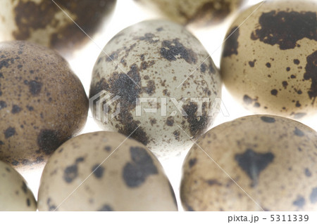 鶉の卵 5311339