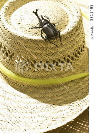 カブトムシ カブトムシ 5311495