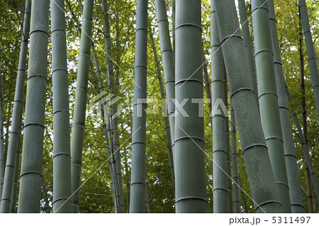 竹林 竹林 5311497