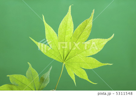 モミジ モミジ 5311548