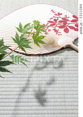 夏イメージ 5311564