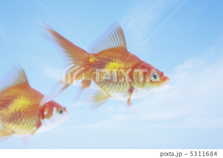 金魚 金魚 5311684