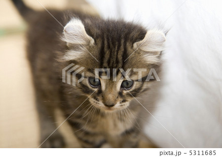 子猫 5311685