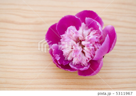 シャクヤク 5311967