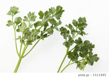 イタリアンパースリー 5311995