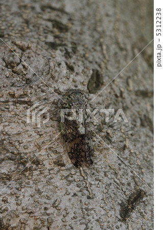 ニイニイゼミ 5312238