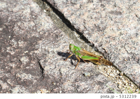 トノサマバッタ 5312239