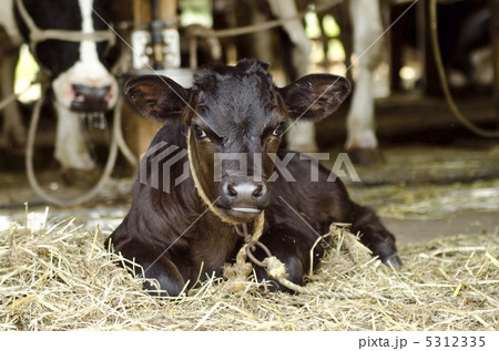 国産牛 国産牛 5312335