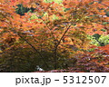 涼しい風の通り道/もみじ 5312507