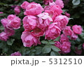 つるバラ・アンジェラ 5312510