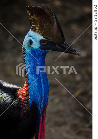 ヒクイドリの上半身 ヒクイドリの上半身 5312802