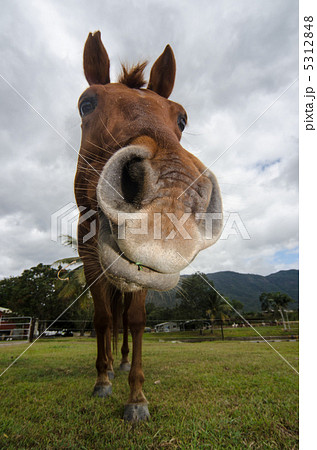 馬 鼻デカ写真の写真素材
