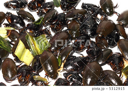 ゲンゴロウ 食用昆虫 タイ王国 ゲンゴロウ 食用昆虫 タイ王国 5312915
