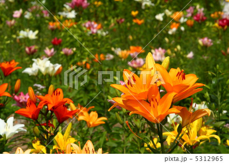 ユリ ユリ 5312965