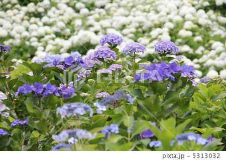 紫陽花 紫陽花 5313032