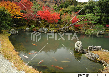京都 天龍寺 鯉の泳ぐ曹源池 京都 天龍寺 鯉の泳ぐ曹源池 5313071
