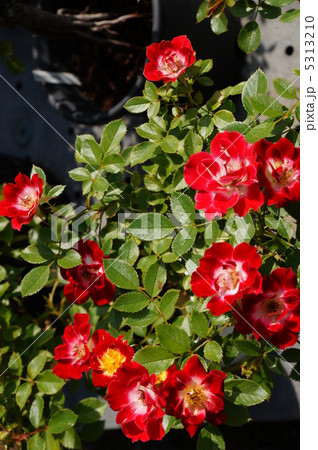 ミニバラ盆栽（リトルアーチスト） 5313210