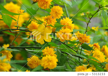 山吹の花 一重と八重の写真素材